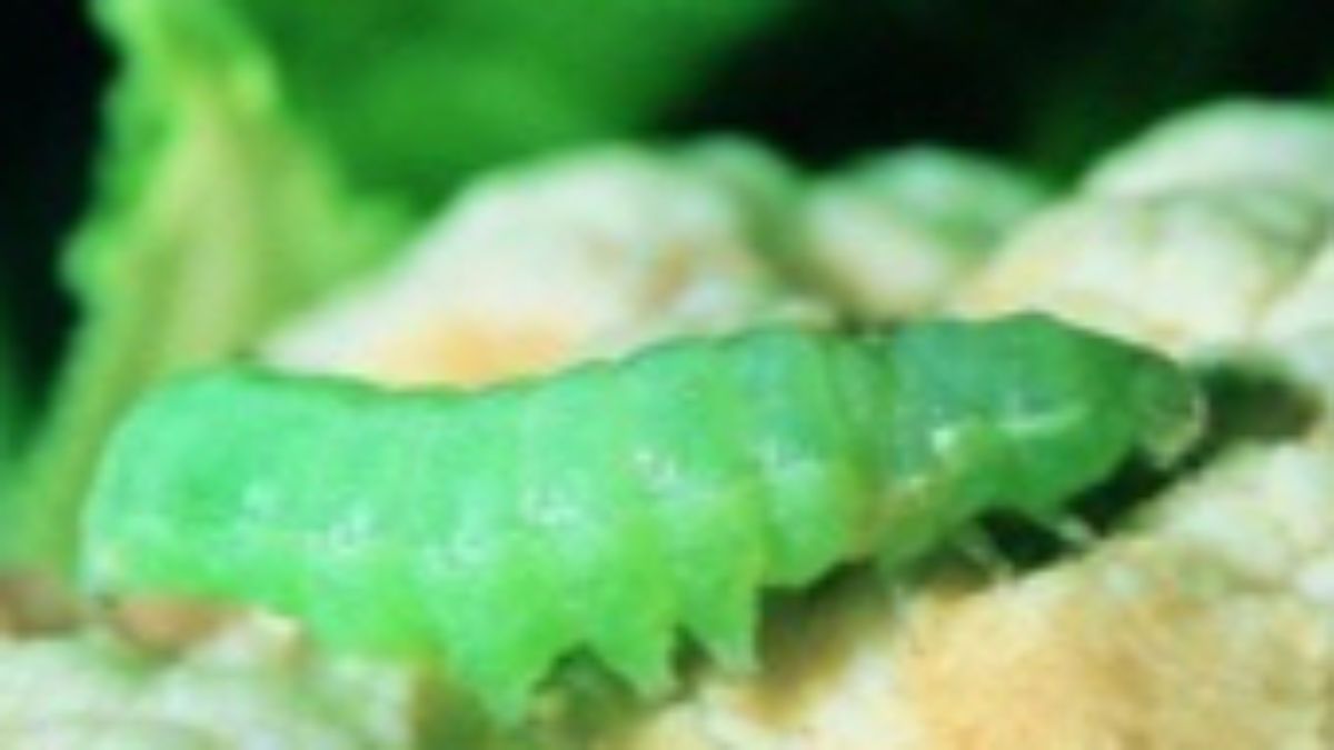 Noctuelle défoliatrice
