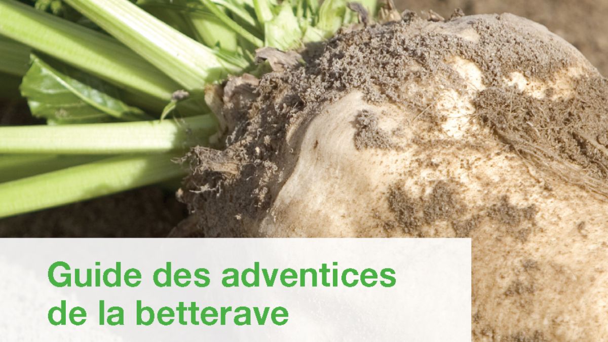guide des adventices de la betterave