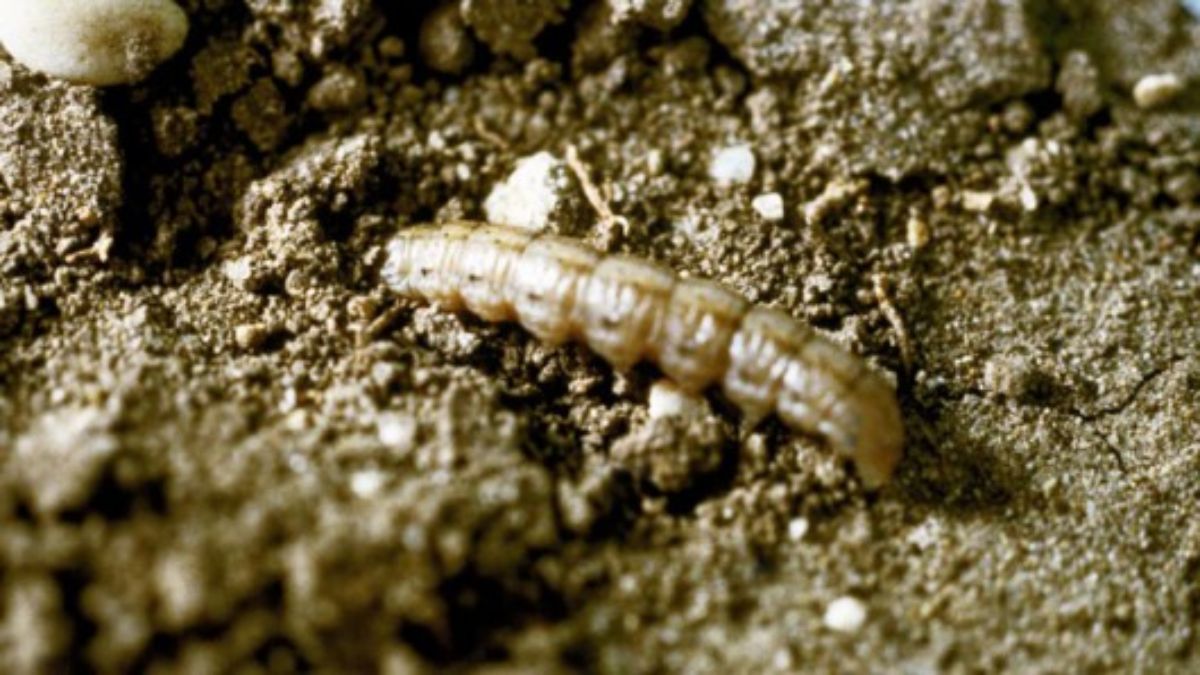 Noctuelle terricole