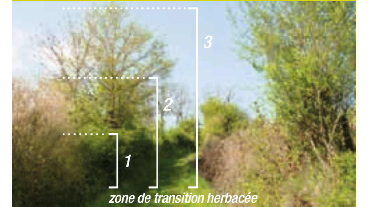Architecture d'une haie