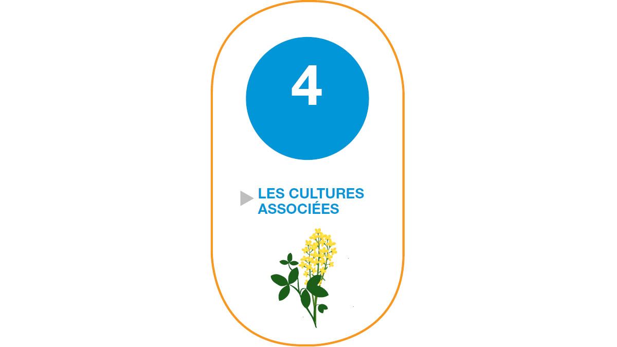 couverts associés colza