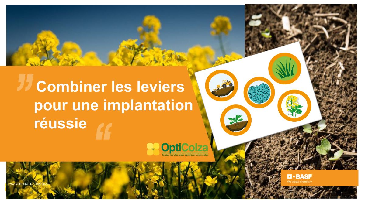 réussir l'implantation du colza : combiner les leviers