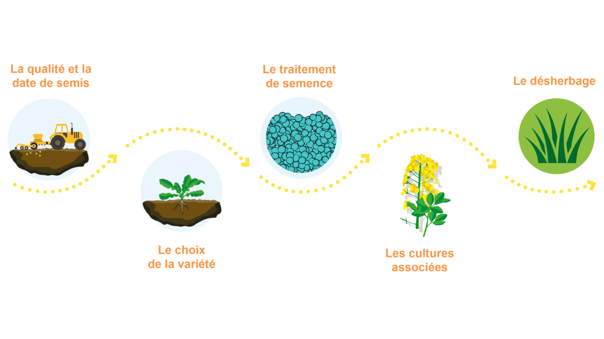 implantation du colza