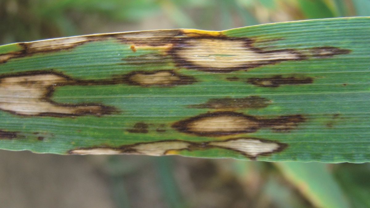 rhynchosporiose sur orge
