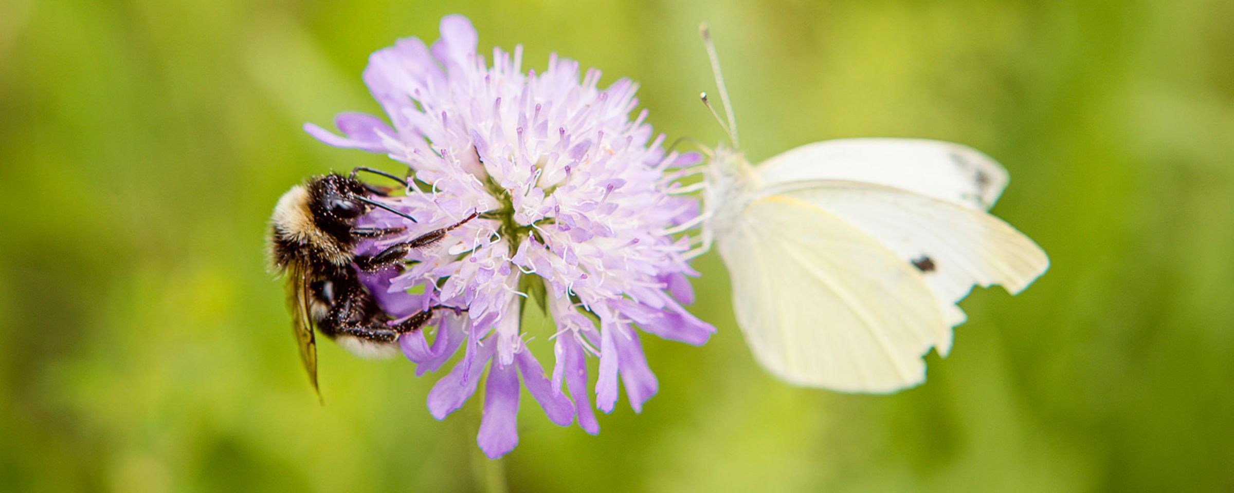 header_biodiversite