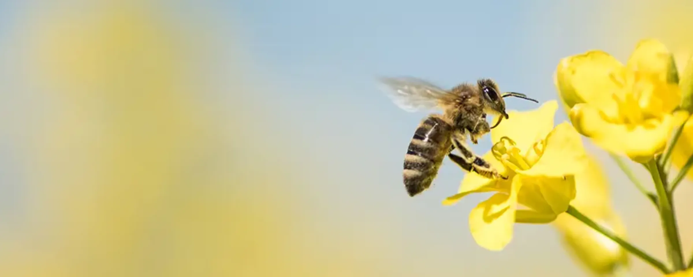 header_les_abeilles_et_l_agriculture