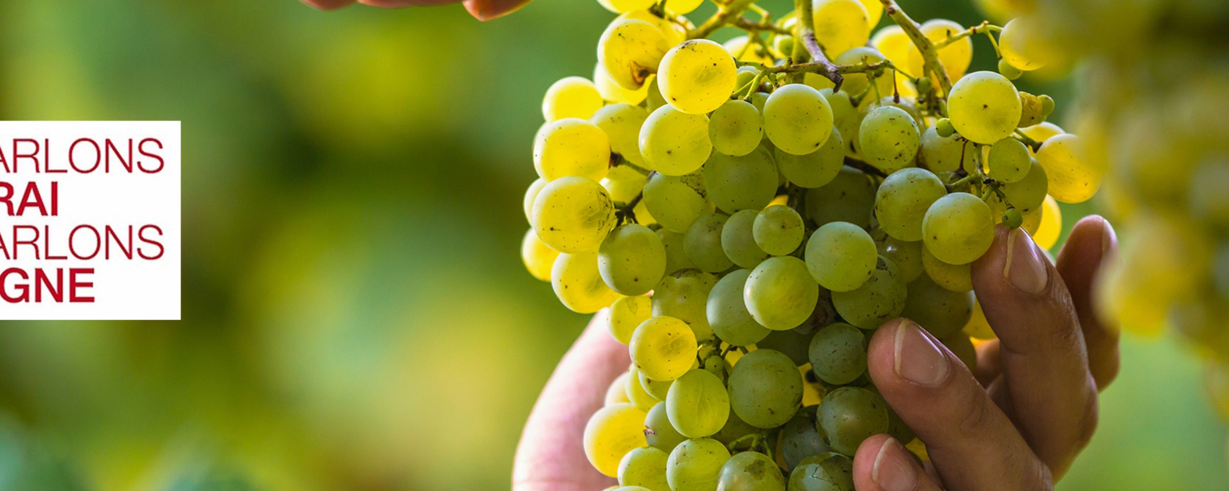 header parlons vrai, arlons vigne
