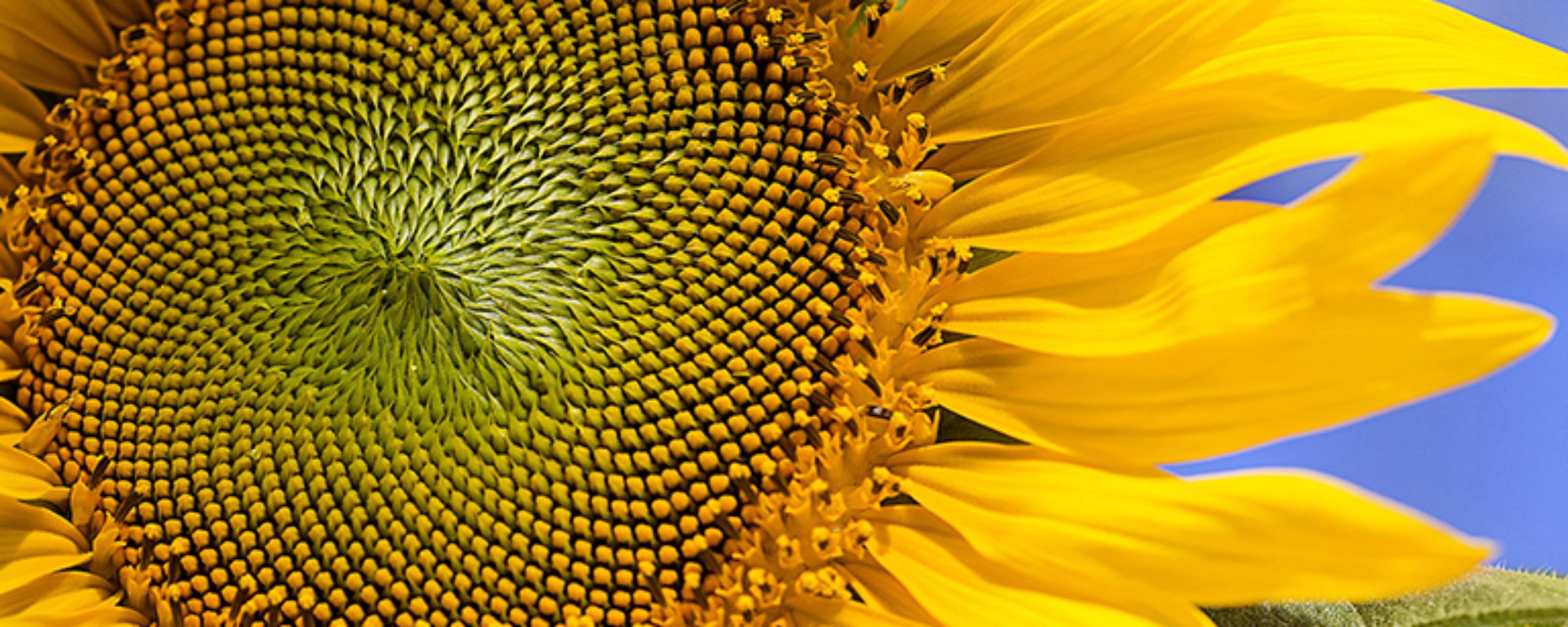 Tout savoir sur la culture du tournesol