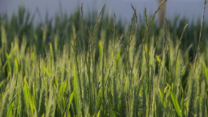 Ray-grass dans blé