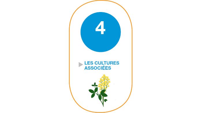 couverts associés colza