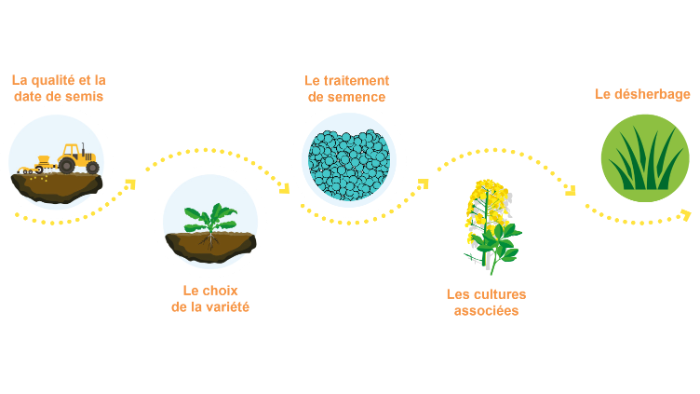 implantation du colza