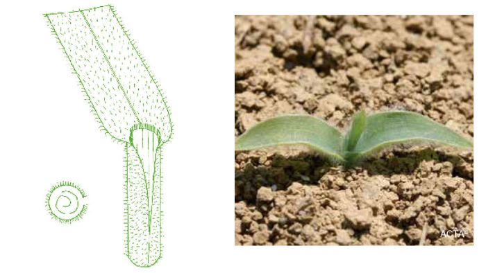 panic faux millet