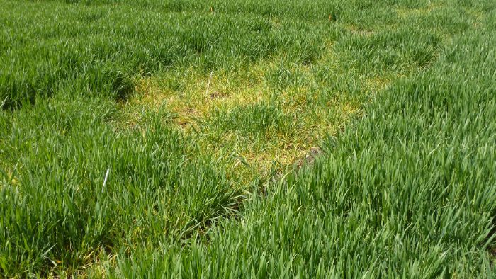 Symptômes de la jaunisse nanisante de l’orge dans la parcelle