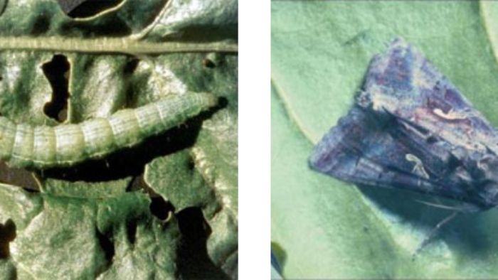 Noctuelle défoliatrice