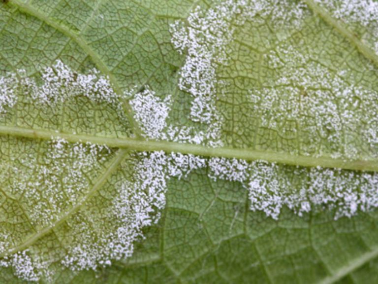 mildiou sur feuilles