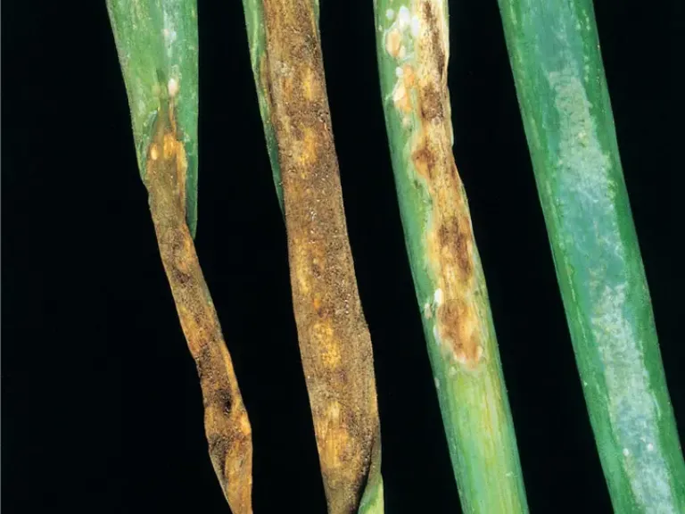 Botrytis allii sur oignon