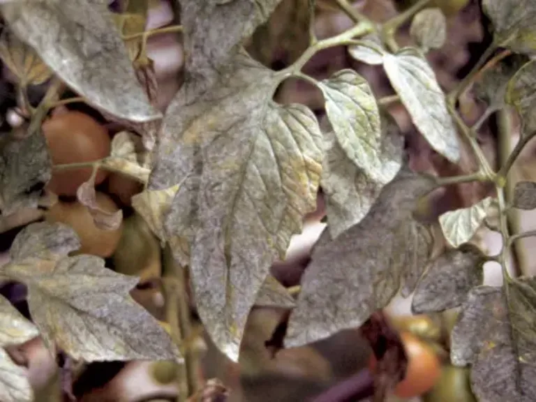 Oïdium sur pieds de tomate