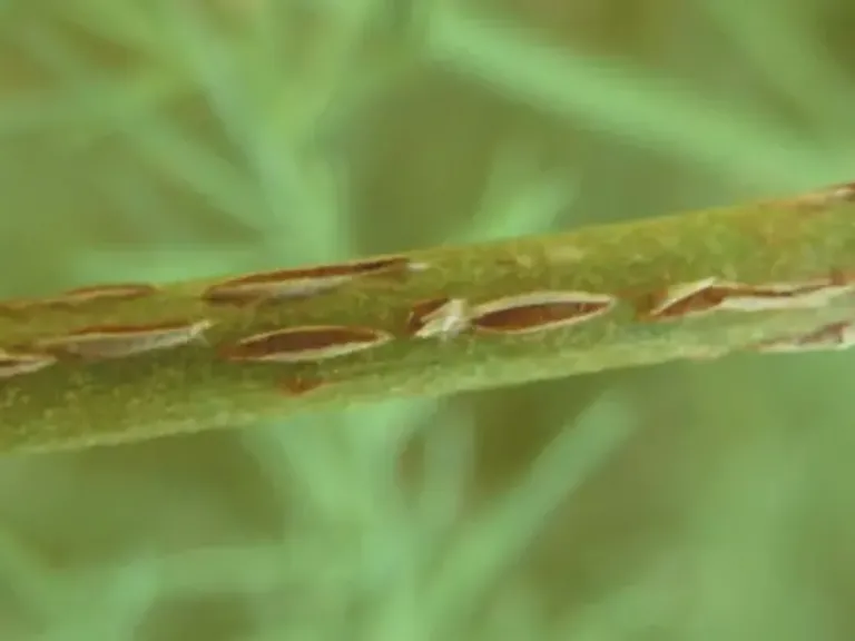 Rouille de l'asperge