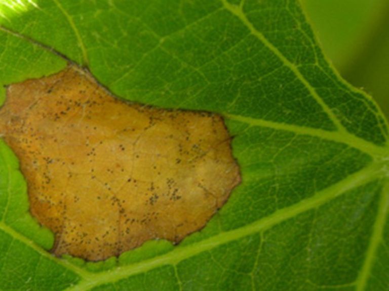 symptomes black rot feuilles