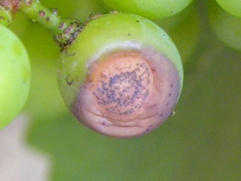 symptomes black rot grappes