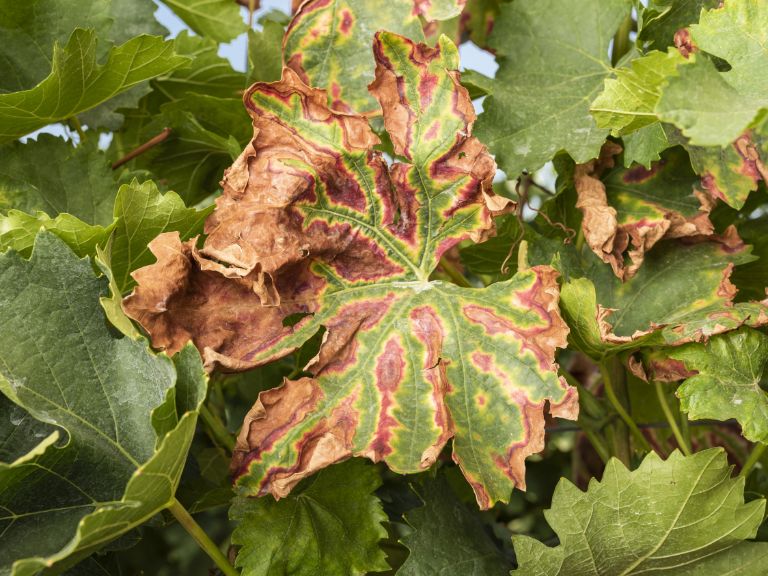 esca vigne