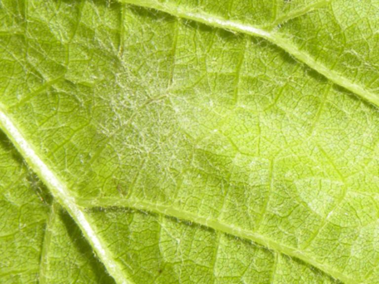 oidium sur feuille