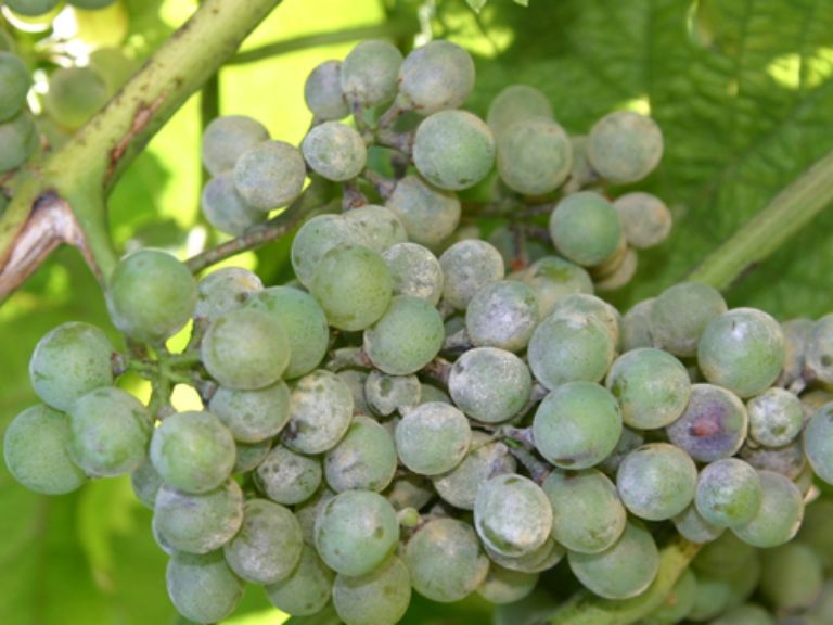 oidium sur grappe